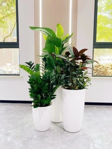 专业打造前湾绿化修剪，守护城市的绿色风景线